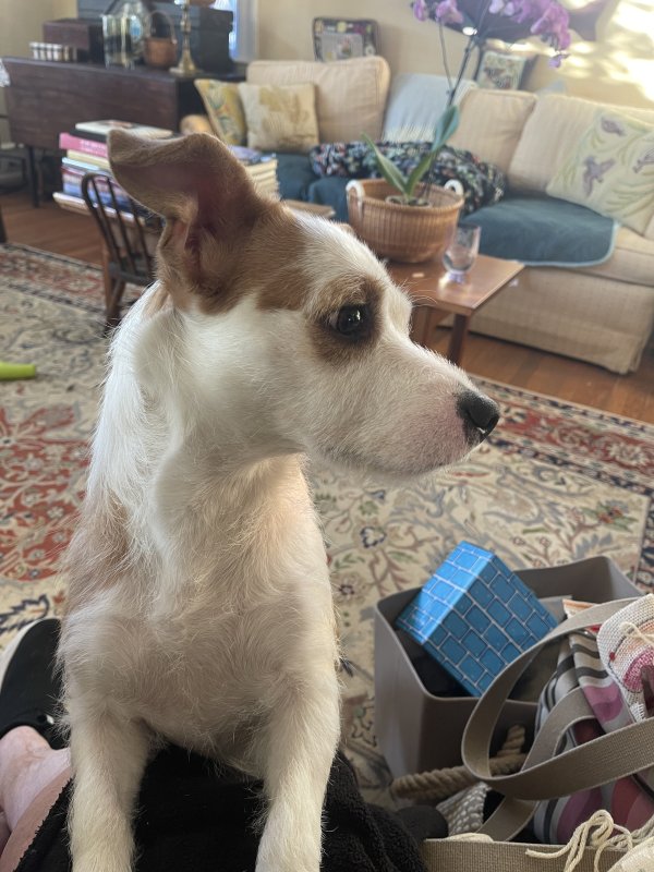 Safe Mutt in Philadelphia, PA