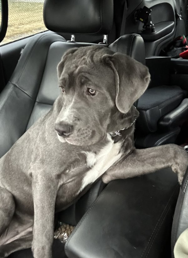 Safe Bullmastiff in Levittown, NY