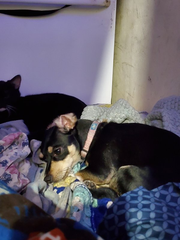 Safe Chihuahua in Fort Pierce, FL