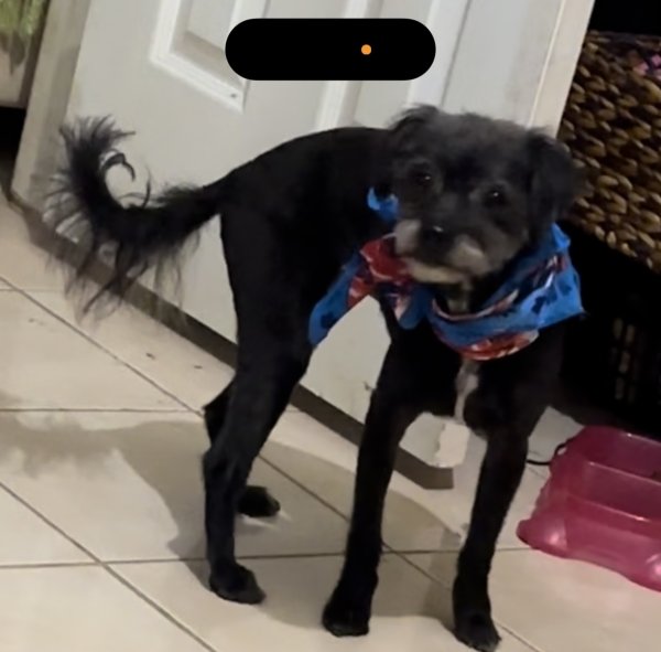 Safe Mutt in Houston, TX