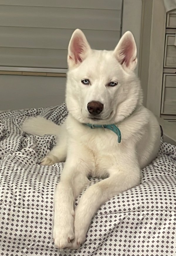 Safe Siberian Husky in Miami, FL