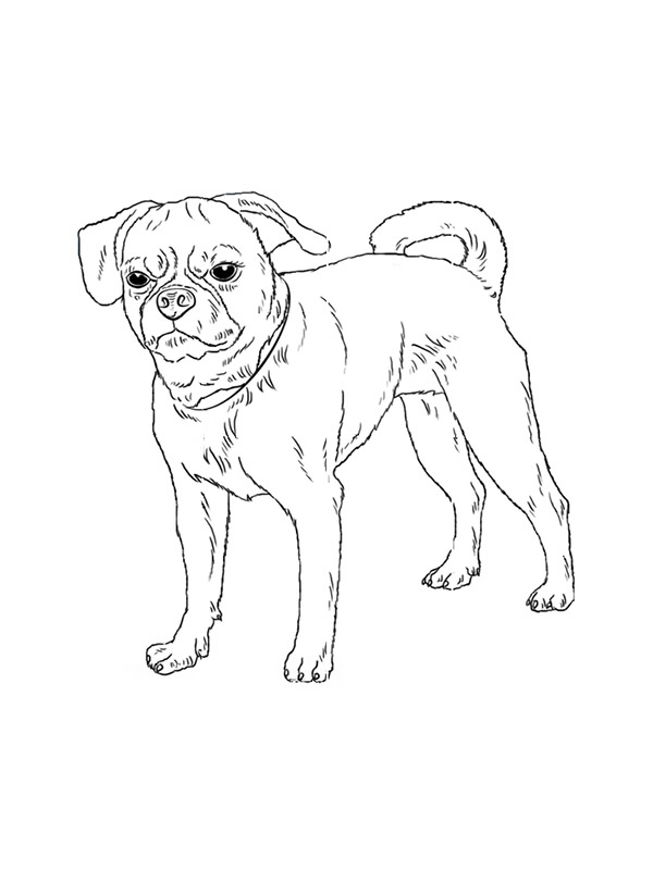 Safe Puggle in Valley Stream, NY