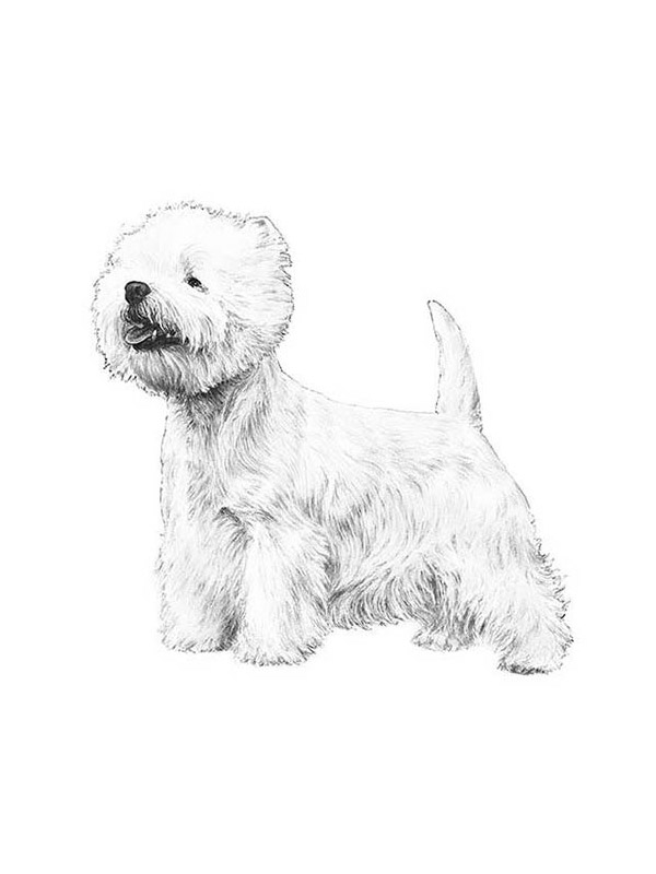 Lost West Highland White Terrier in New York