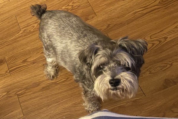 Safe Miniature Schnauzer in Katy, TX