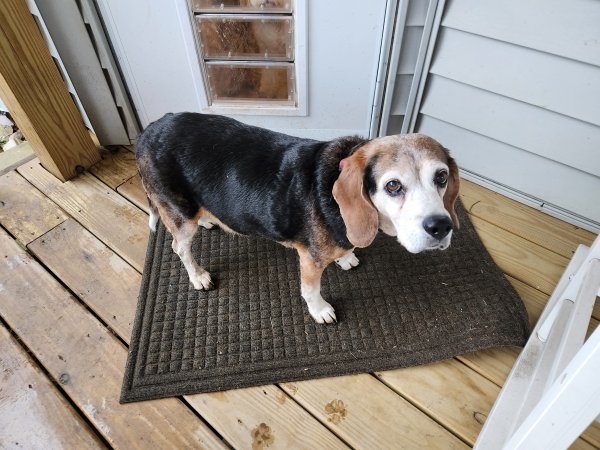 Found Beagle in Pennsylvania