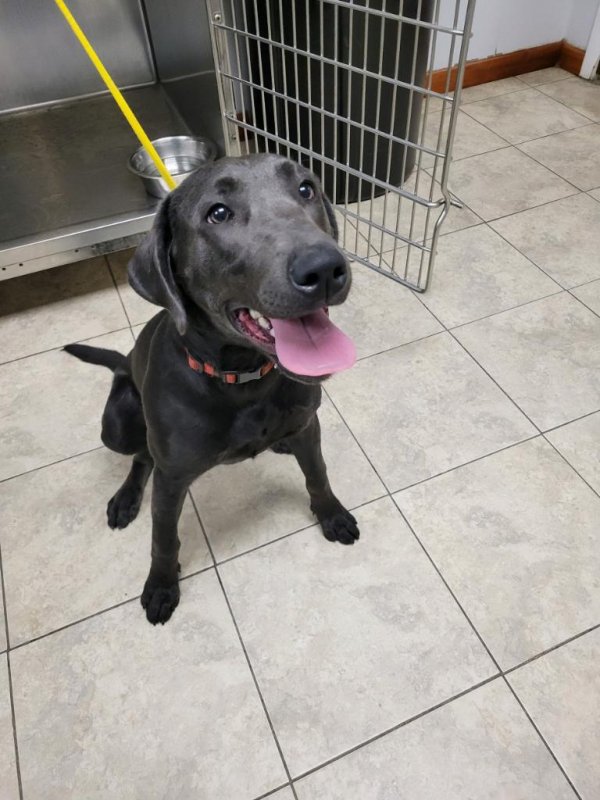 Safe Labrador Retriever in Largo, FL