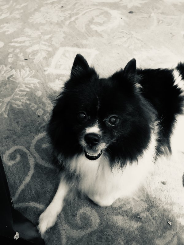 Safe Pomeranian in Houston, TX