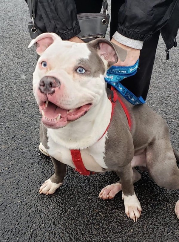Found Pit Bull in Jasper, GA