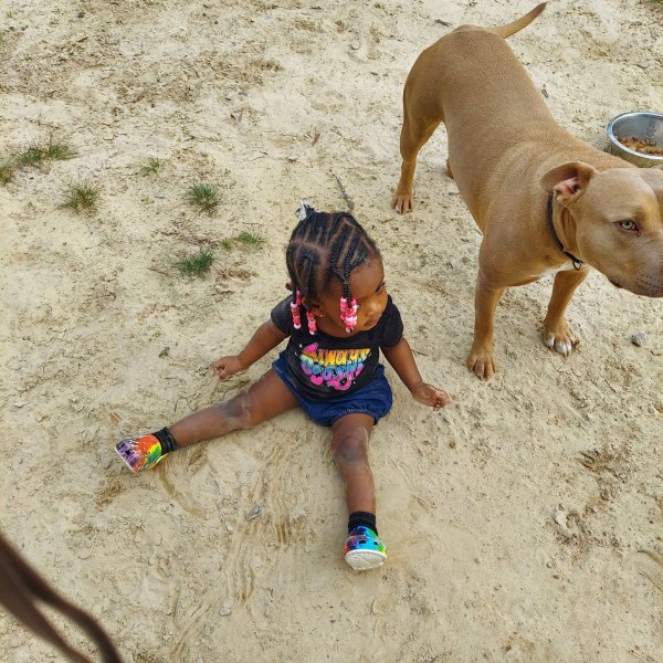 Safe Pit Bull in North Charleston, SC