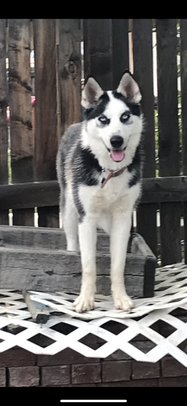 Lost Siberian Husky 