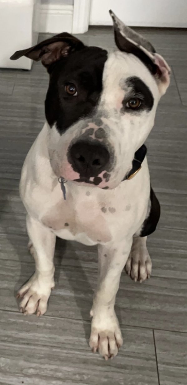 Safe American Bulldog in Hialeah, FL