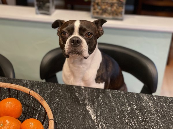 Safe Boston Terrier in Denver, CO