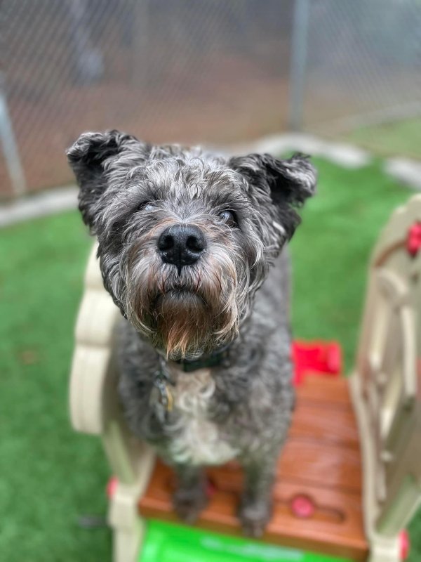 Safe Standard Schnauzer in Winder, GA