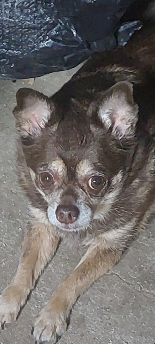 Safe Chihuahua in Joshua, TX