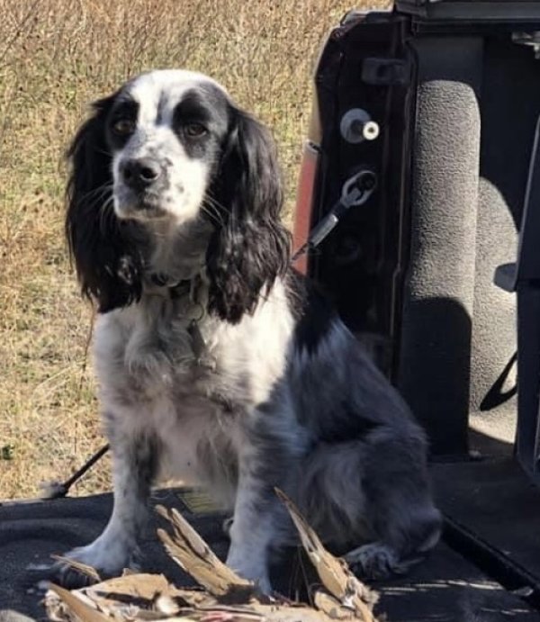 Safe English Cocker Spaniel in Huntsville, TX