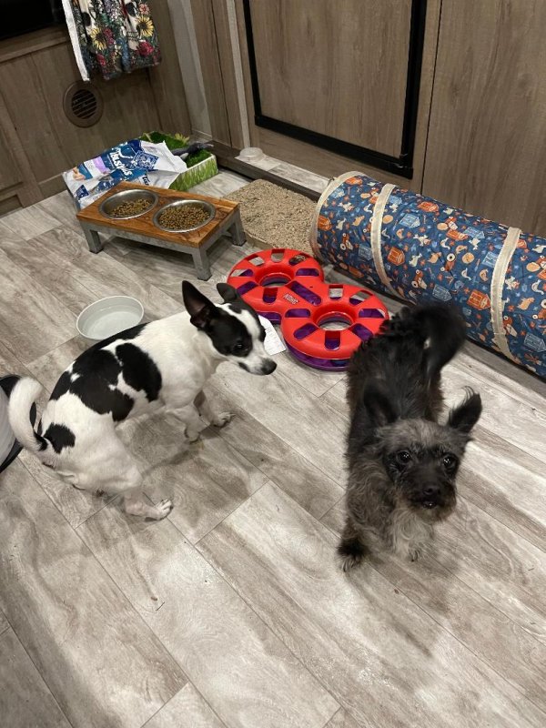 Safe Mutt in San Antonio, TX