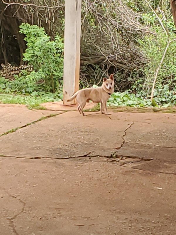 Stolen Chihuahua in Mableton, GA