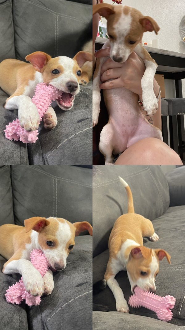 Safe Mutt in Miami, FL