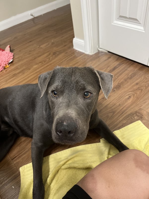 Found Mutt in Texas