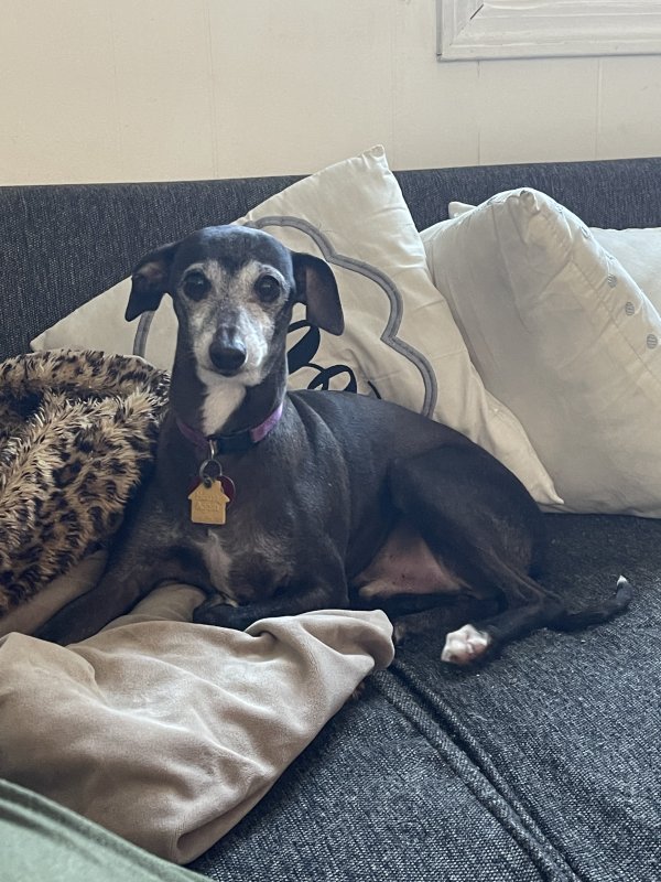 Safe Italian Greyhound in Indianapolis, IN