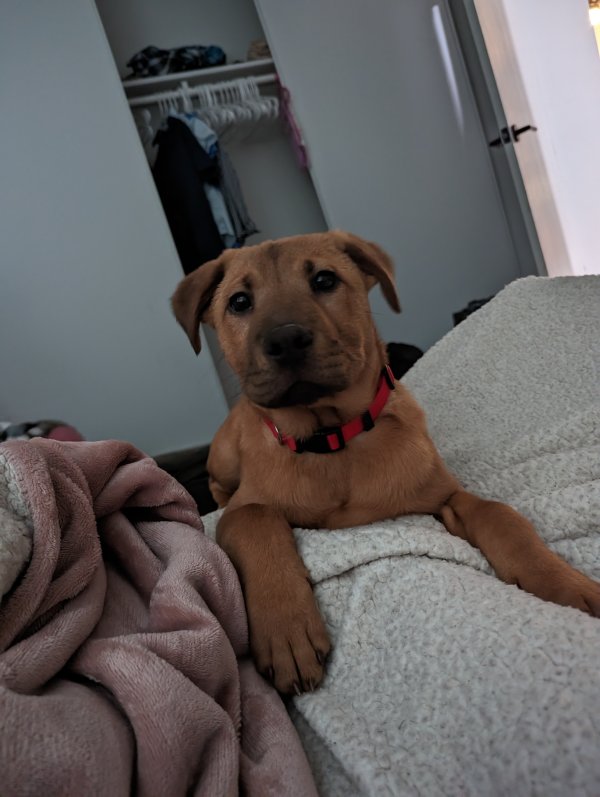Safe Dog in Everett, WA
