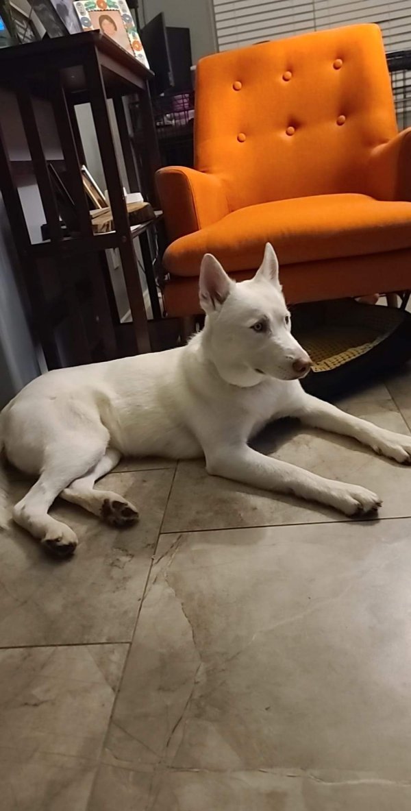 Safe Siberian Husky in Houston, TX