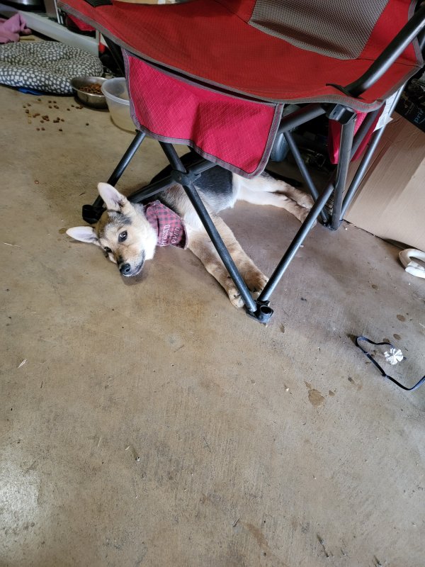 Lost German Shepherd Dog in Texas