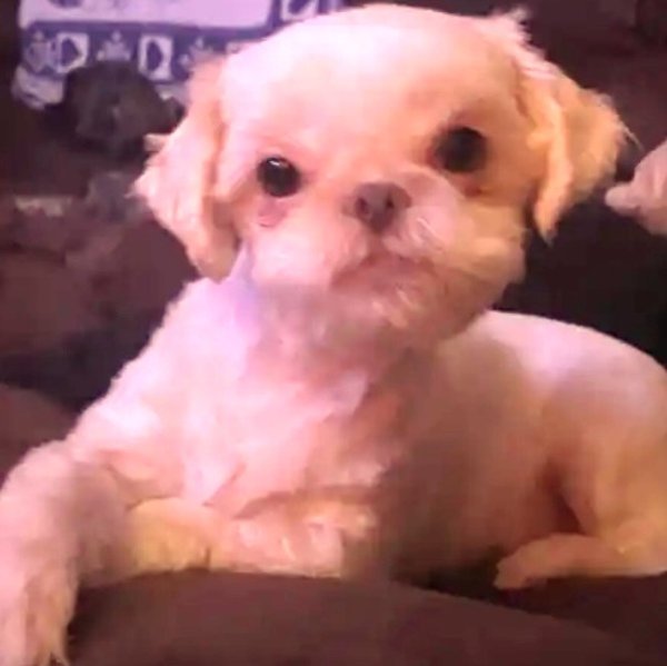 Safe Shih Tzu in Palm Coast, FL