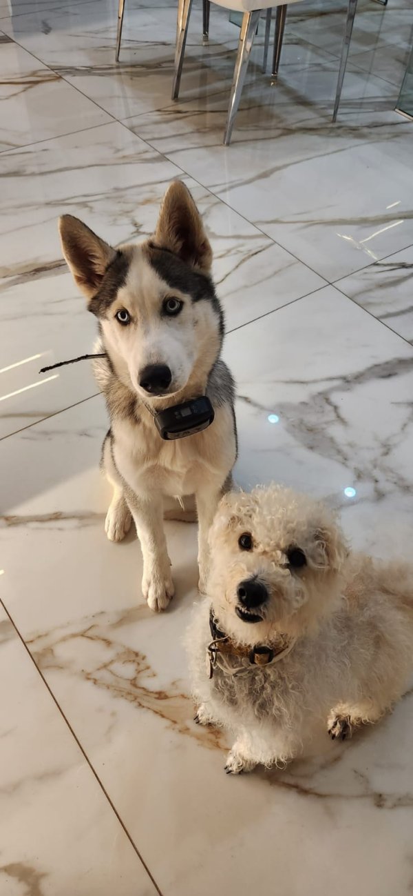 Safe Poodle in Fort Lauderdale, FL