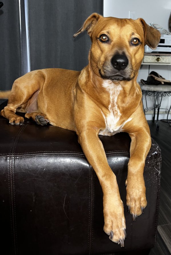 Ridgeback store terrier mix