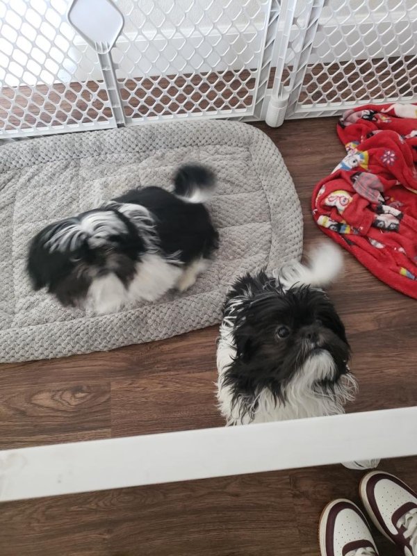 Safe Shih Tzu in North Las Vegas, NV