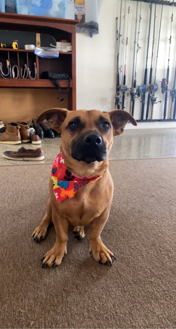 Safe Pit Bull in Tampa, FL