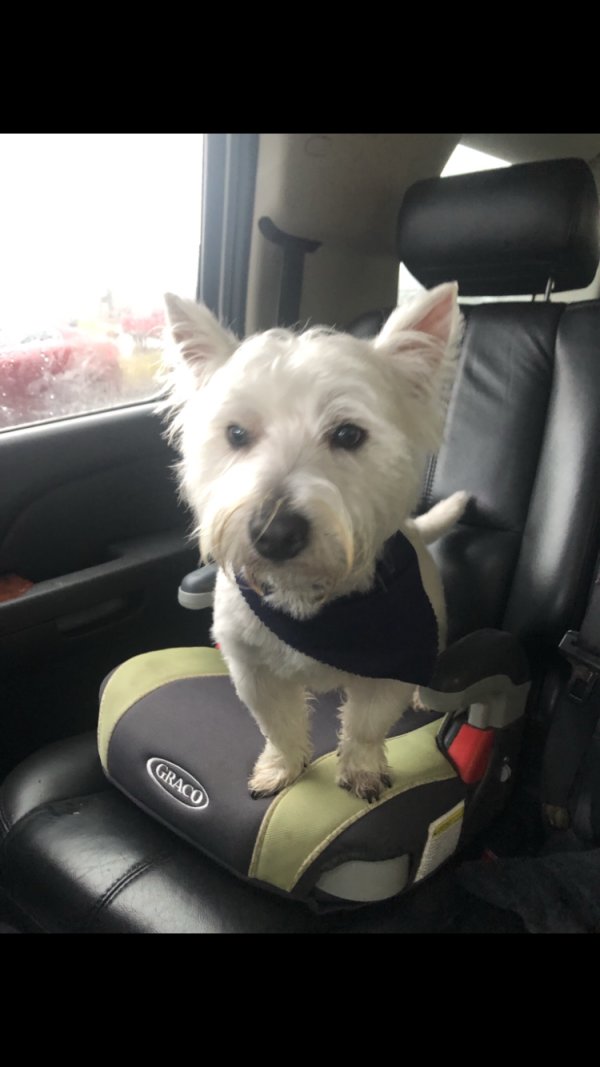 Lost West Highland White Terrier in Arlington, WA