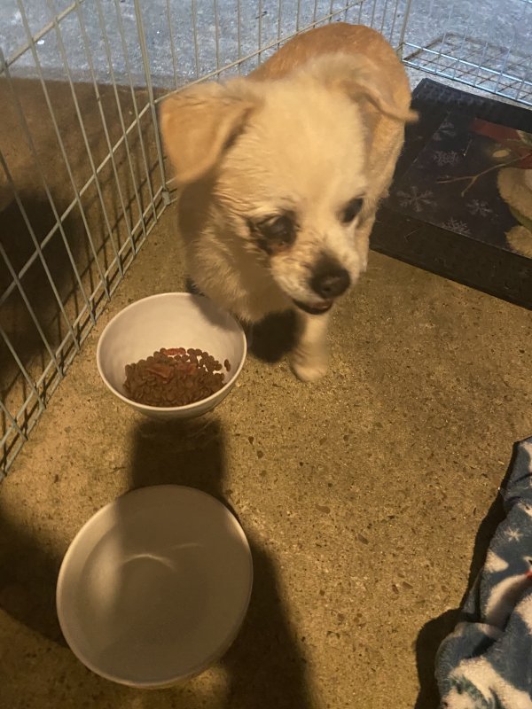 Safe Mutt in League City, TX