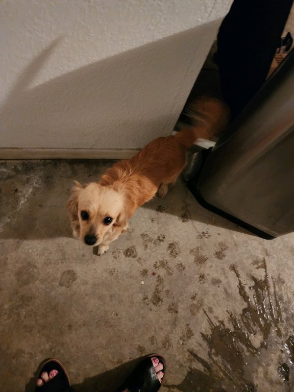 Safe Mutt in Phoenix, AZ