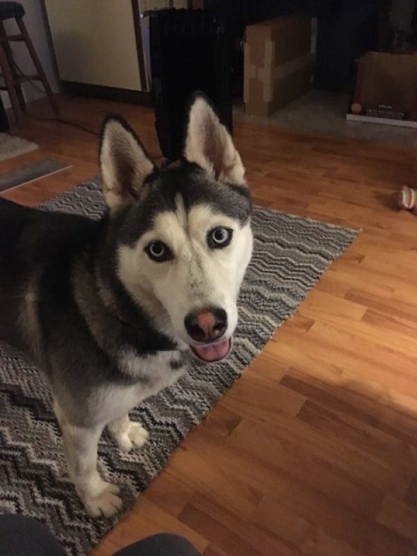 Safe Siberian Husky in Navasota, TX