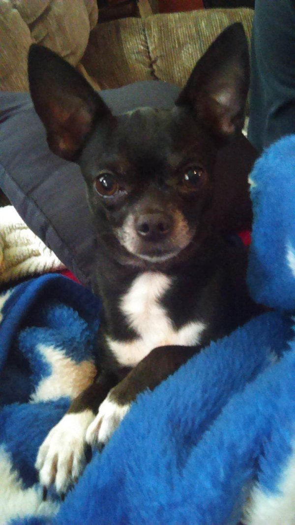 Safe Chihuahua in Killeen, TX