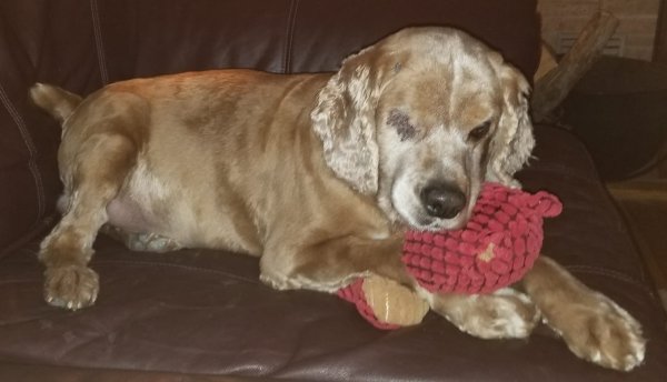 Lost Cocker Spaniel in Rio Rancho, NM