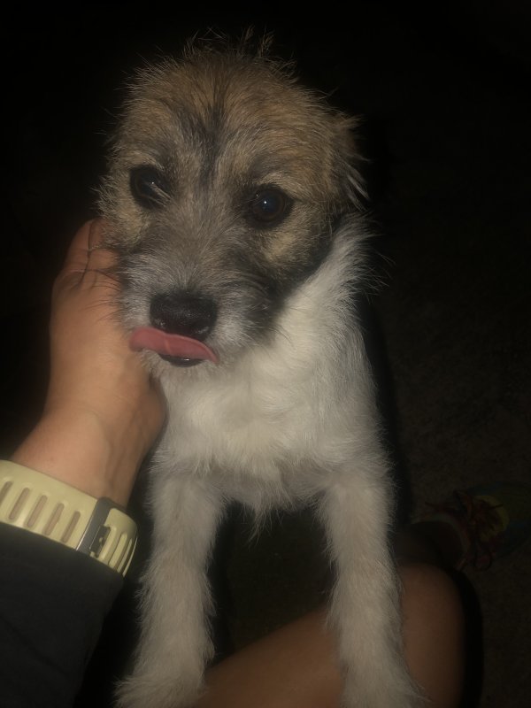 Safe Mutt in San Antonio, TX