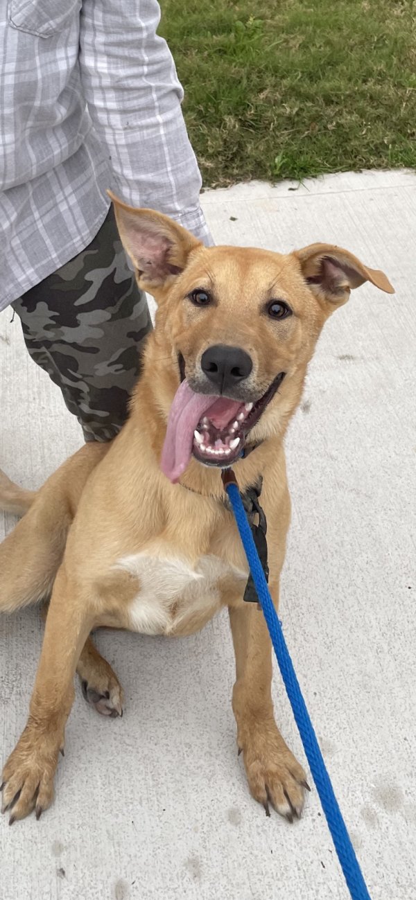 Safe Mutt in Katy, TX
