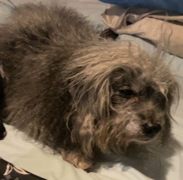 Safe Poodle in Paterson, NJ