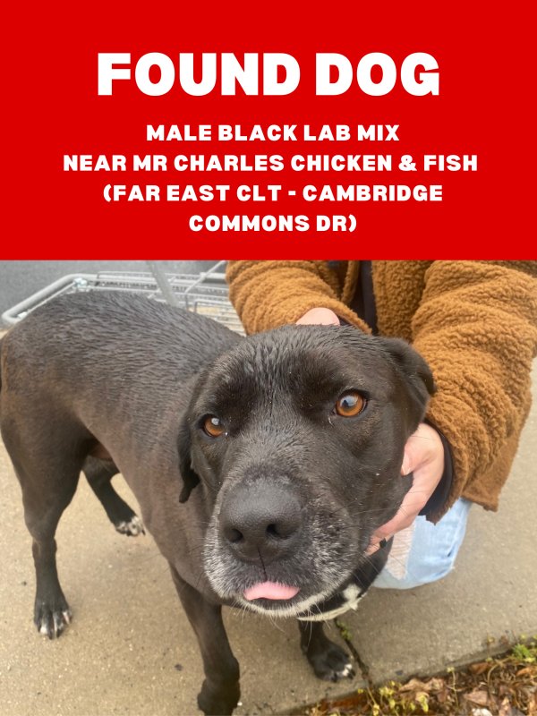 Safe Labrador Retriever in Charlotte, NC