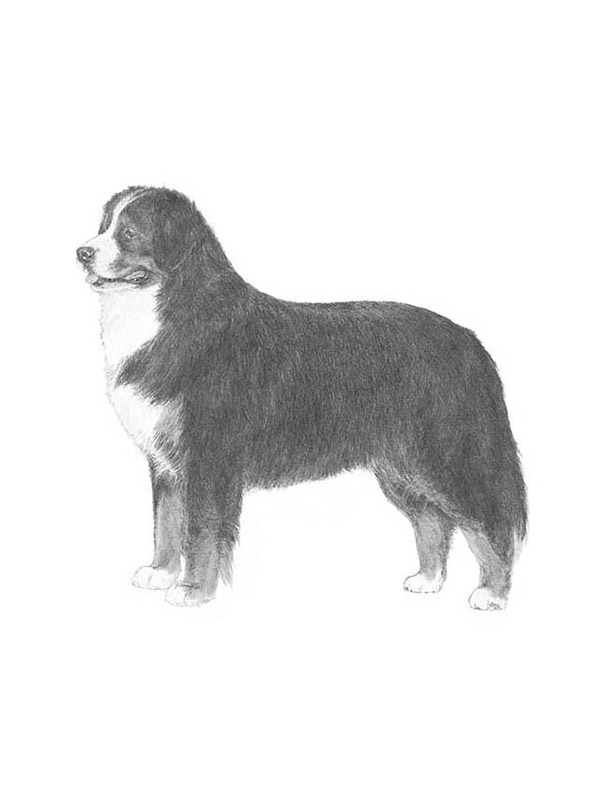 Lost Bernese Mountain Dog in Ohio