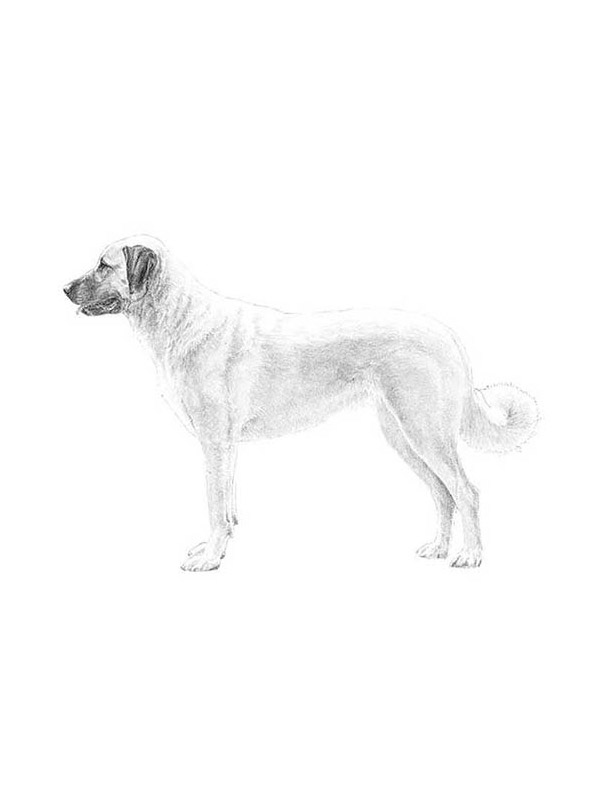 Lost Anatolian Shepherd Dog in Missouri