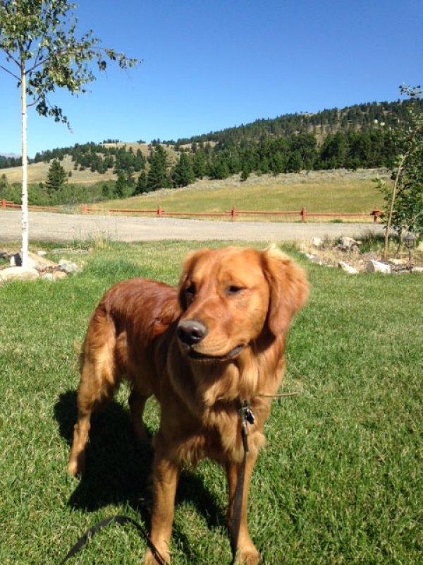 Safe Golden Retriever in Ennis, MT