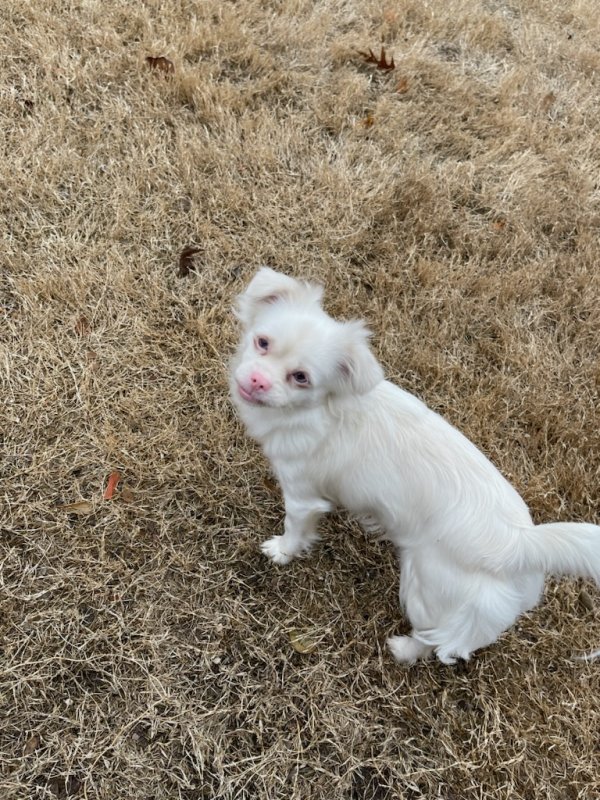 Safe Chihuahua in Plano, TX