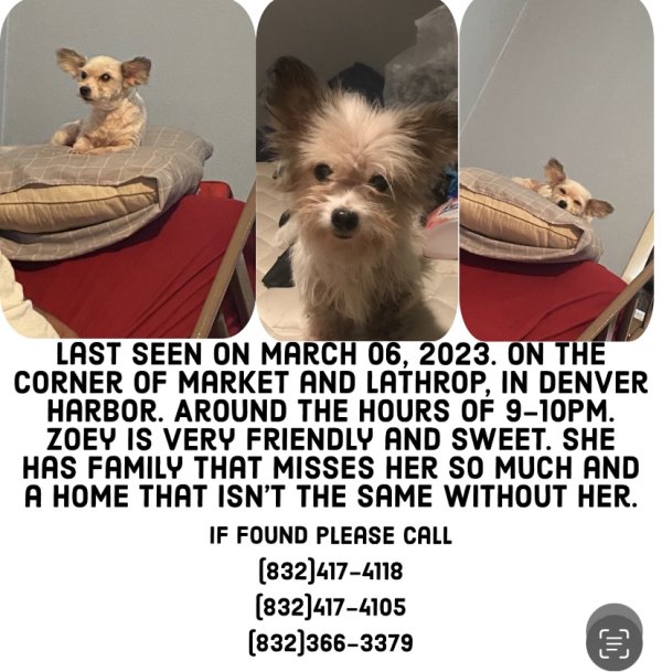 Safe Papillon in Houston, TX
