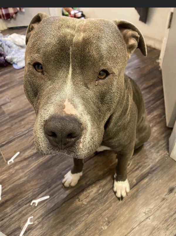 Lost Pit Bull in Texas
