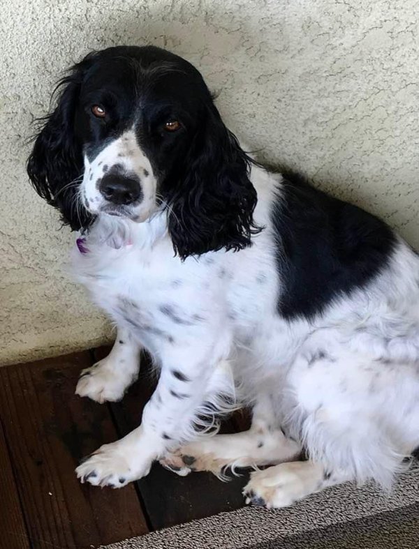 Safe English Springer Spaniel in Fresno, CA