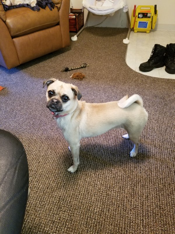 Lost Pug in Montana